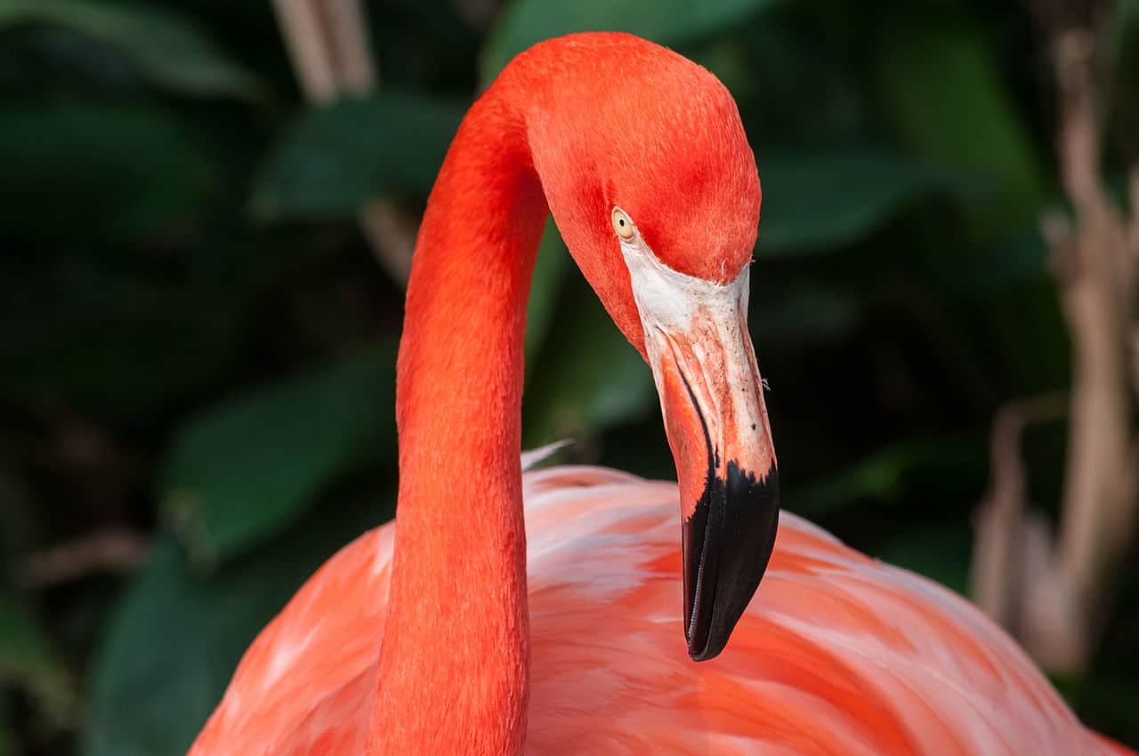 very-large-flamingo